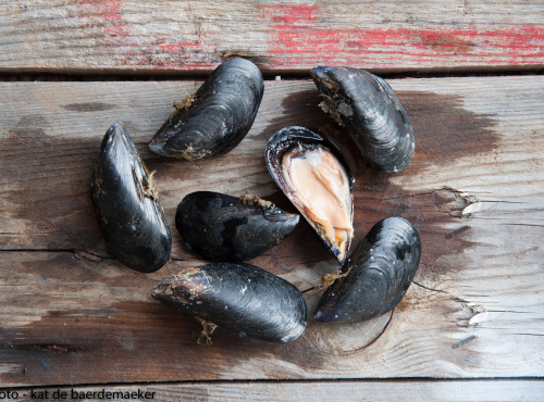 Moules de Camargue